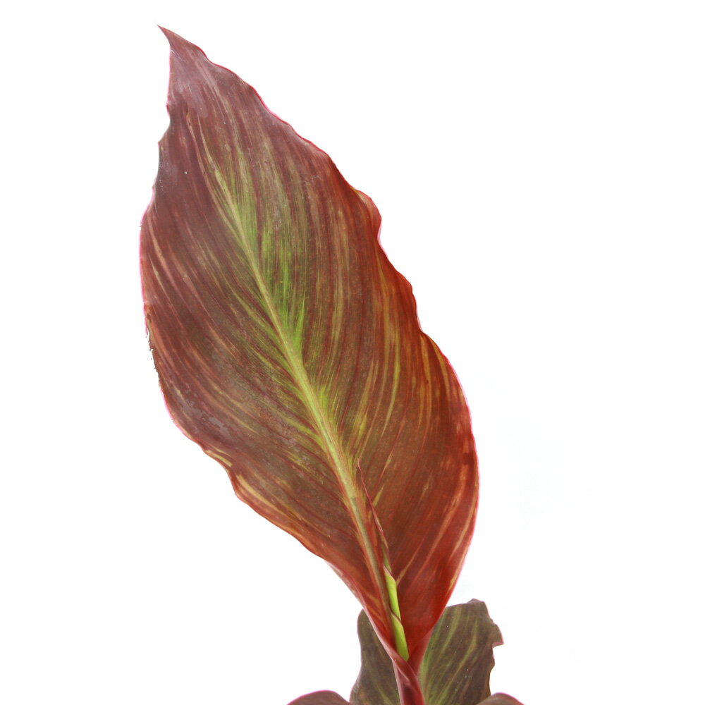 （ビオトープ）水生植物　カンナ　インディアン　オレンジ　4号（1ポット）（休眠状態）