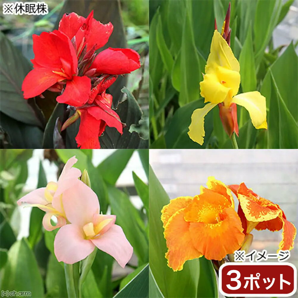 （ビオトープ）水生植物　カンナ　品種おまかせ　4号（3ポット）（休眠状態）