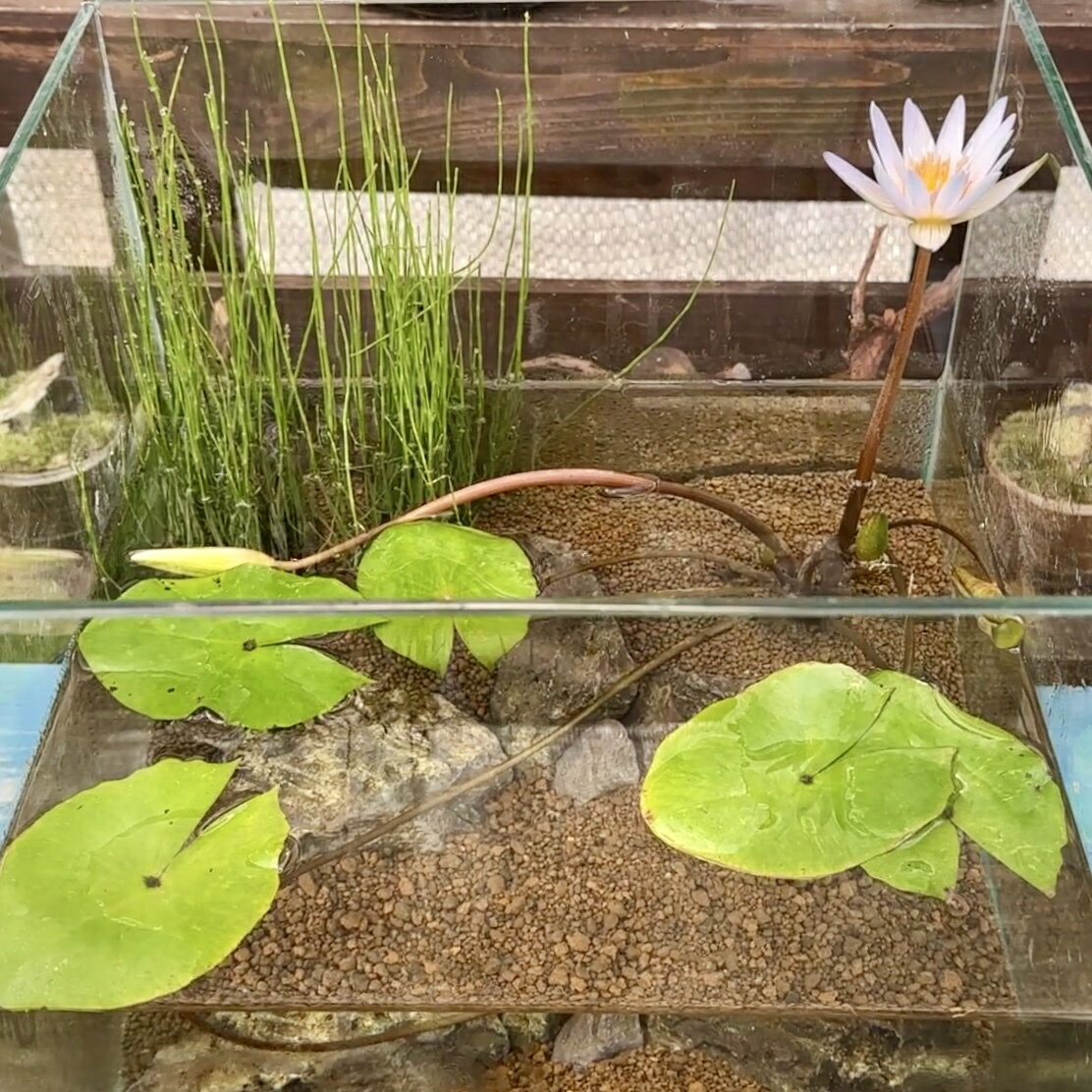 （ビオトープ）室内ビオトープ熱帯性睡蓮セット（睡蓮青＋ミズトクサ＋風山石＋30cmキューブ）1セット 本州四国限定