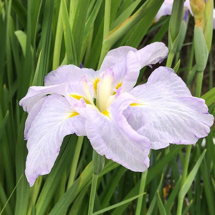（ビオトープ）水生植物　花菖蒲　明石潟（アカシガタ）江戸系淡藤色平咲き六英花...