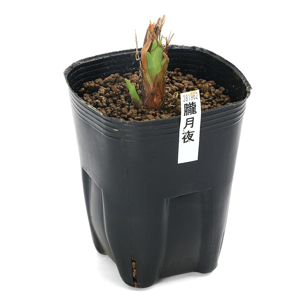 （ビオトープ）水生植物　花菖蒲　朧月夜（オボロツキヨ）肥後系青紅砂子模様紫筋...