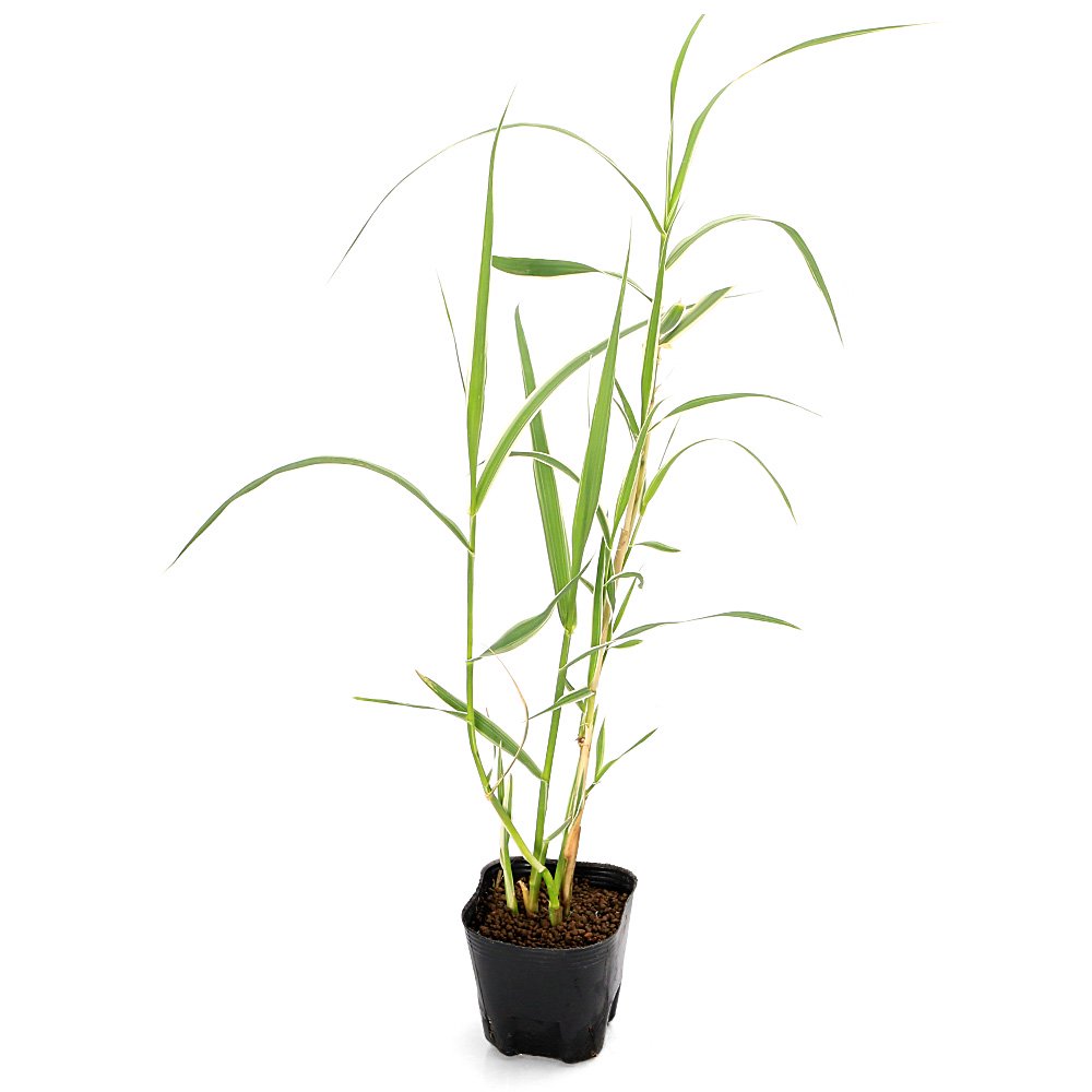 （ビオトープ）水生植物　斑入りダンチク　ペパーミントスティック（1ポット）　…