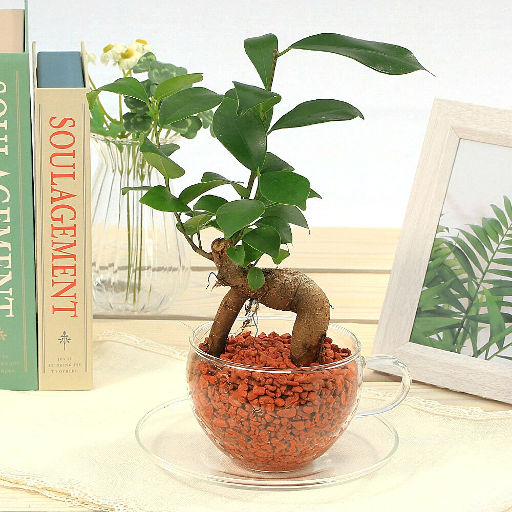 楽天市場】幸福の木（種類（植物）ガジュマル）（観葉植物｜花・観葉