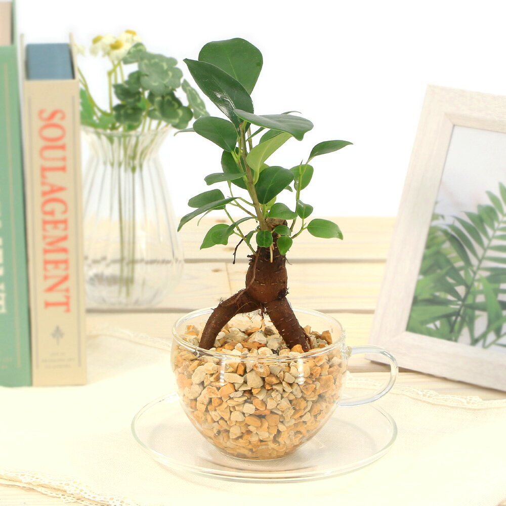 楽天市場】幸福の木（種類（植物）ガジュマル）（観葉植物｜花・観葉