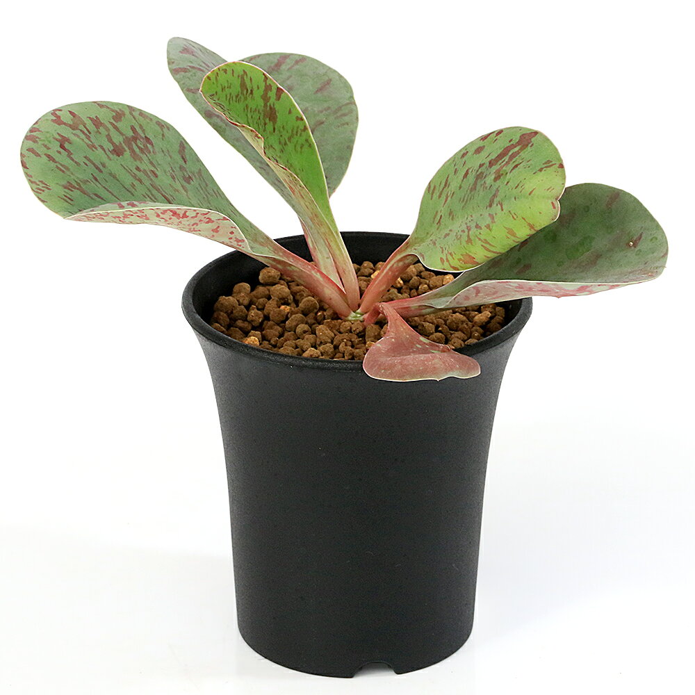 楽天市場】希少 サボテン（種類（植物）ユーフォルビア）の通販