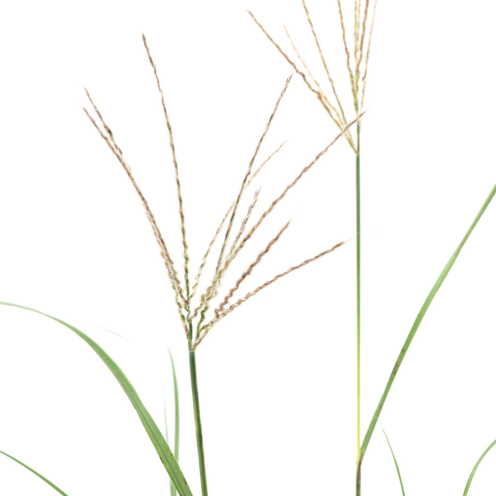 （山野草）ススキ（薄）ベニハススキ（紅葉薄）3〜4号（1ポット）（休眠状態）