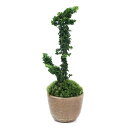 (山野草)苔盆栽 石化ヒノキ 穴有益子焼植木鉢(還元)(1鉢)
