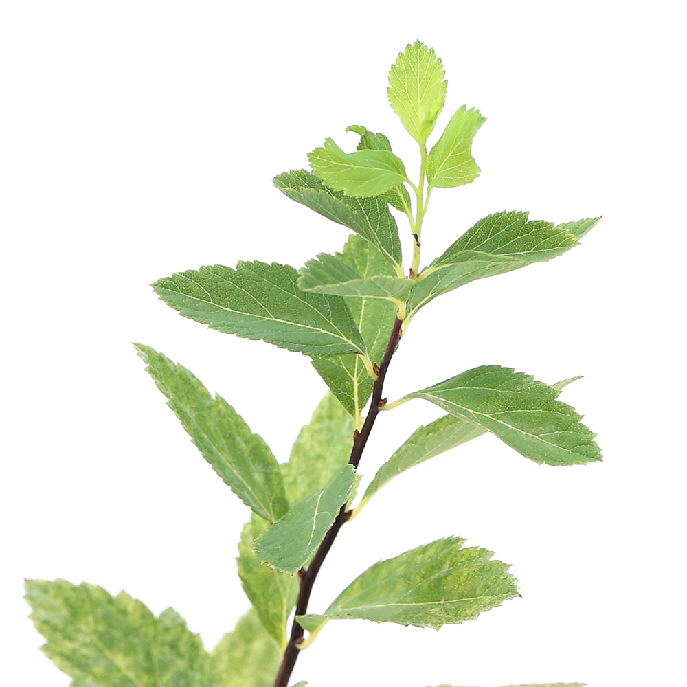 フイリコデマリ3号