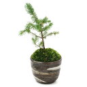 (山野草)苔盆栽 アカエゾマツ 穴有益子焼植木鉢(刷毛目)(1鉢)