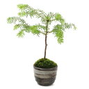 (山野草)苔盆栽 トドマツ 穴有益子焼植木鉢(刷毛目)(1鉢)
