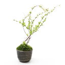 (山野草)苔盆栽 ユキヤナギ 穴有益子焼植木鉢(炭化)(1鉢)
