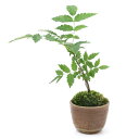 (山野草)苔盆栽 ナナカマド 穴有益子焼植木鉢(還元)(1鉢)