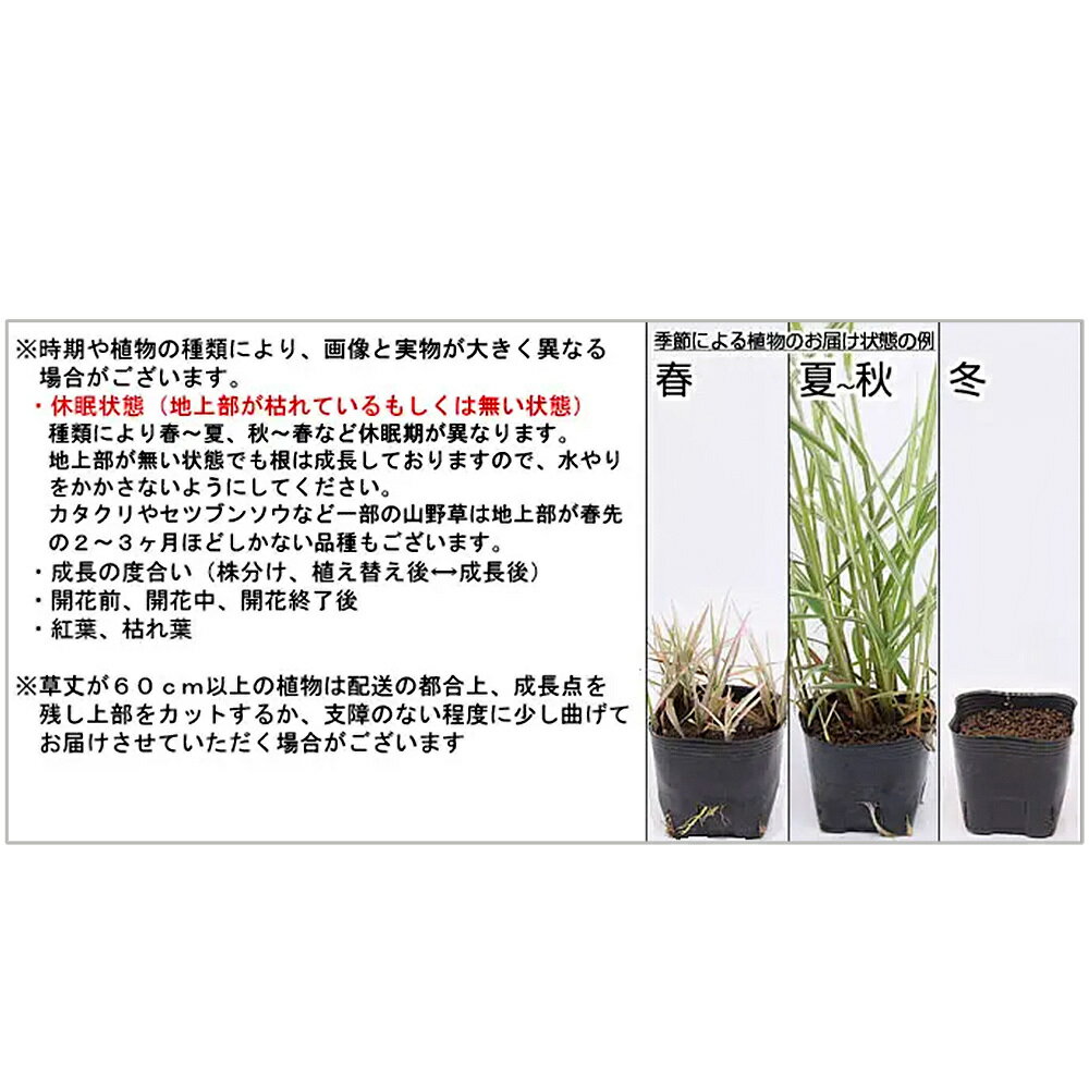 (山野草)苔盆栽 ナナカマド 穴有益子焼植木鉢...の紹介画像3