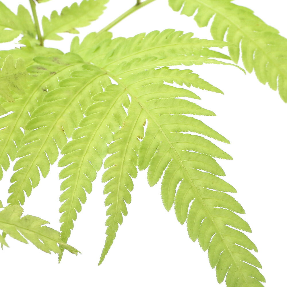 （山野草）シダ（羊歯）ナチシダ（那知羊歯）3号（1ポット）常緑性多年草