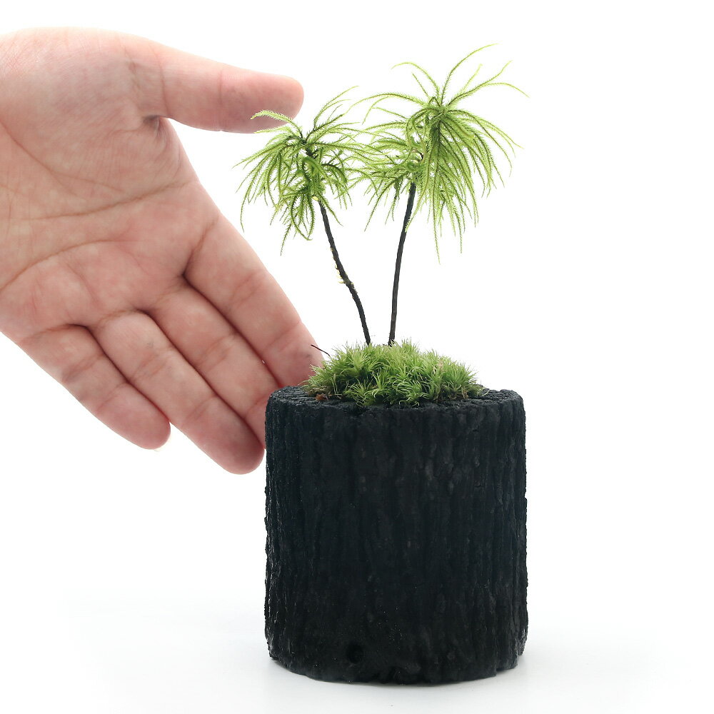 （山野草）苔盆栽　炭鉢植え　コウヤノマンネングサ　Sサイズ（1鉢）