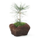 (盆栽)苔盆栽 品種おまかせクロマツとリュウノヒゲ 溶岩石鉢植え(1鉢)