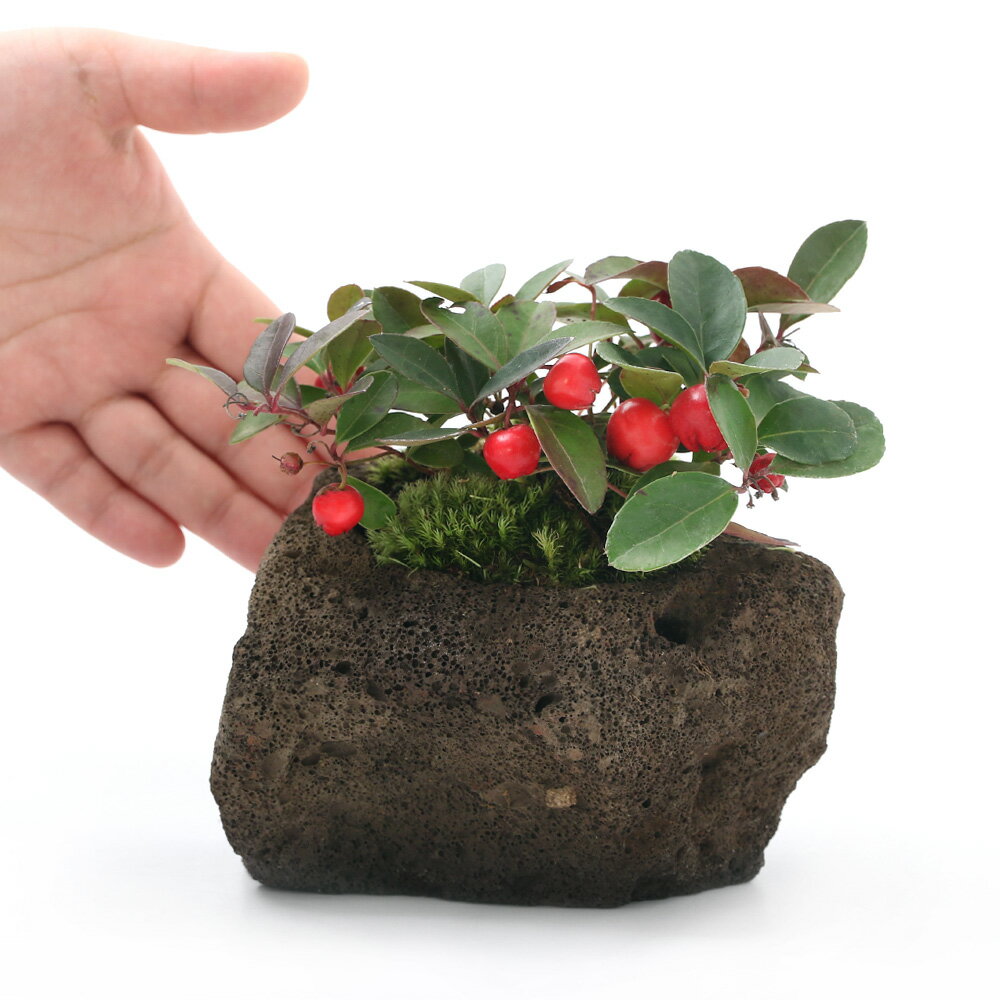 （盆栽）苔盆栽　大実ゴールテリア　溶岩石鉢植え（1鉢）（休眠状態）