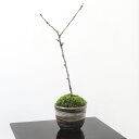 (山野草)苔盆栽 サクラ(桜)富士桜 穴有益子焼植木鉢(刷毛目)(1鉢)