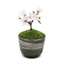 (山野草)苔盆栽 サクラ(桜)御殿場桜 穴有益子焼植木鉢(刷毛目)(1鉢)