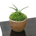 (山野草)苔盆栽 品種系オモト 群雀 穴有益子焼植木鉢(還元)(1鉢)