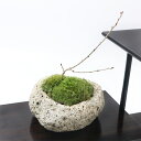 (盆栽)苔盆栽 サクラ(桜)御殿場桜 ~白溶岩石鉢~ Sサイズ(1鉢)