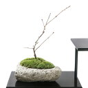 (盆栽)苔盆栽 サクラ(桜)富士桜 ~白溶岩石鉢~ Sサイズ(1鉢)