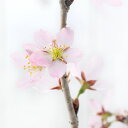 (山野草)庭木苗 サクラ(桜)啓翁桜(ケイオウザクラ)4号〜(1ポット)