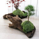 (山野草)苔盆栽 流木盆栽おまかせ山野草植え(1鉢)