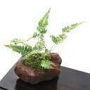 (盆栽)苔盆栽 ハカタシダ(博多羊歯) 溶岩石鉢植え(1鉢)