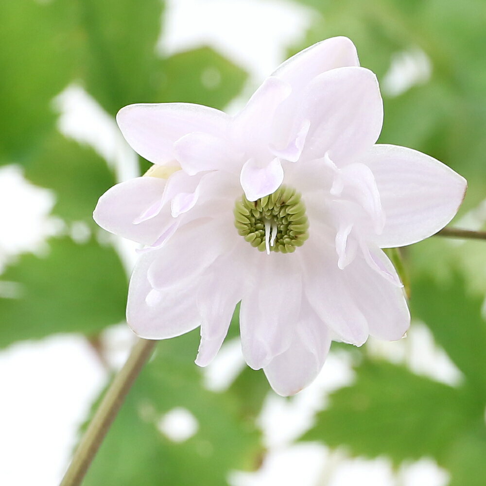 （山野草）八重咲きレンゲショウマ（八重咲蓮華升麻）　3号（1ポット）（休眠状態）