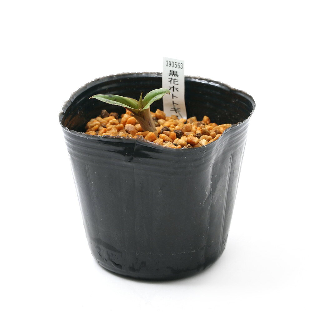 （山野草）ホトトギス（杜鵑草） クロバナホトトギス（黒花杜鵑草） 3号（1ポット）（休眠状態）