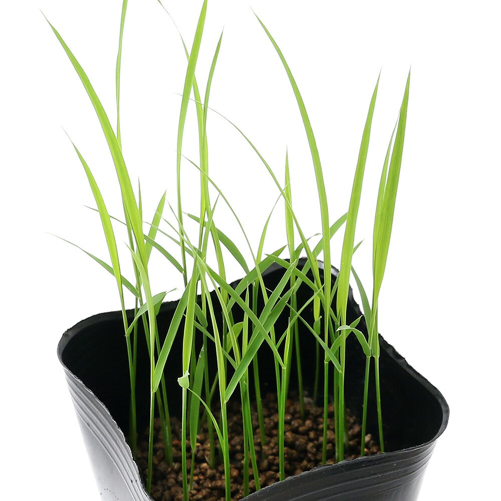 （ビオトープ）水生植物　お米の苗　コシヒカリ（越光）（1ポット）観賞用稲　自由...