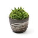 (山野草)苔盆栽 品種おまかせコアヤメ 穴有益子焼植木鉢(刷毛目)(1鉢)