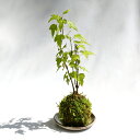 (盆栽)苔玉 モミジ(紅葉)品種表記無し(1個)観葉植物 コケ玉