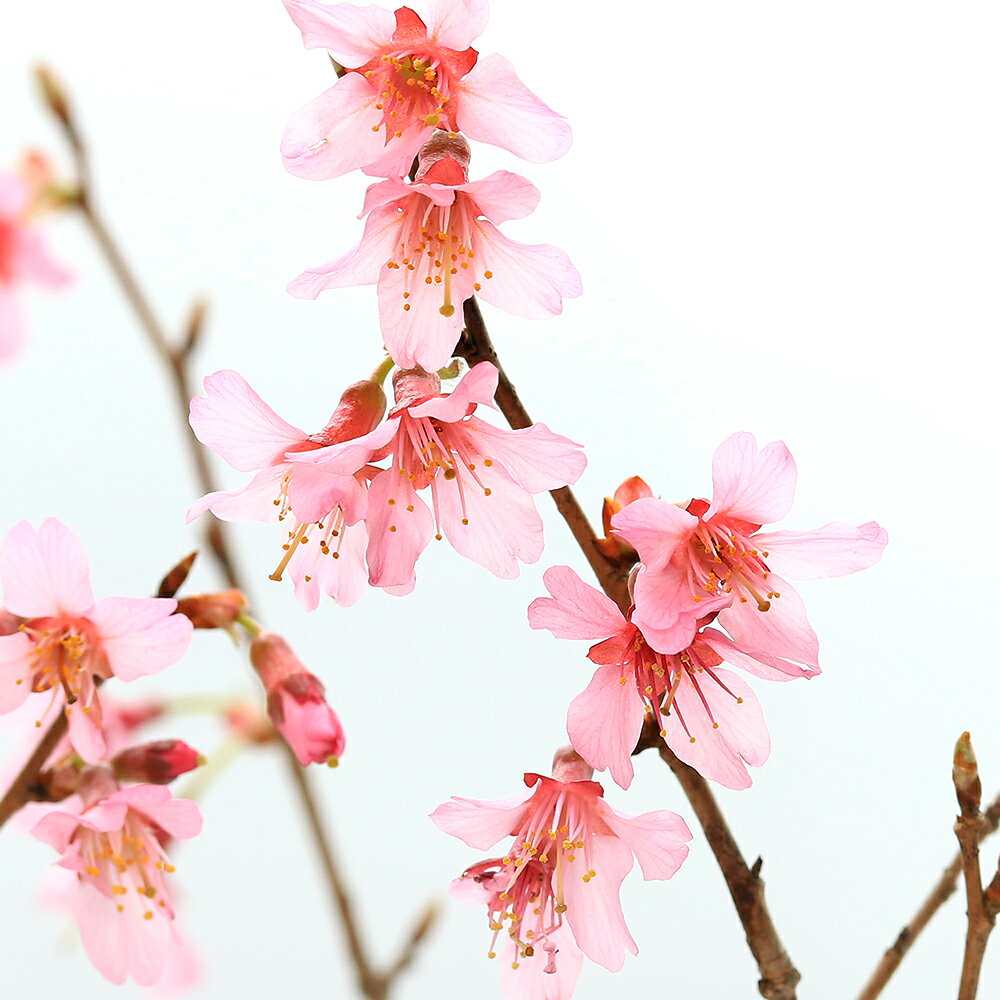 （山野草）盆栽　サクラ（桜）おかめ桜（オカメザクラ）4号（1ポット）