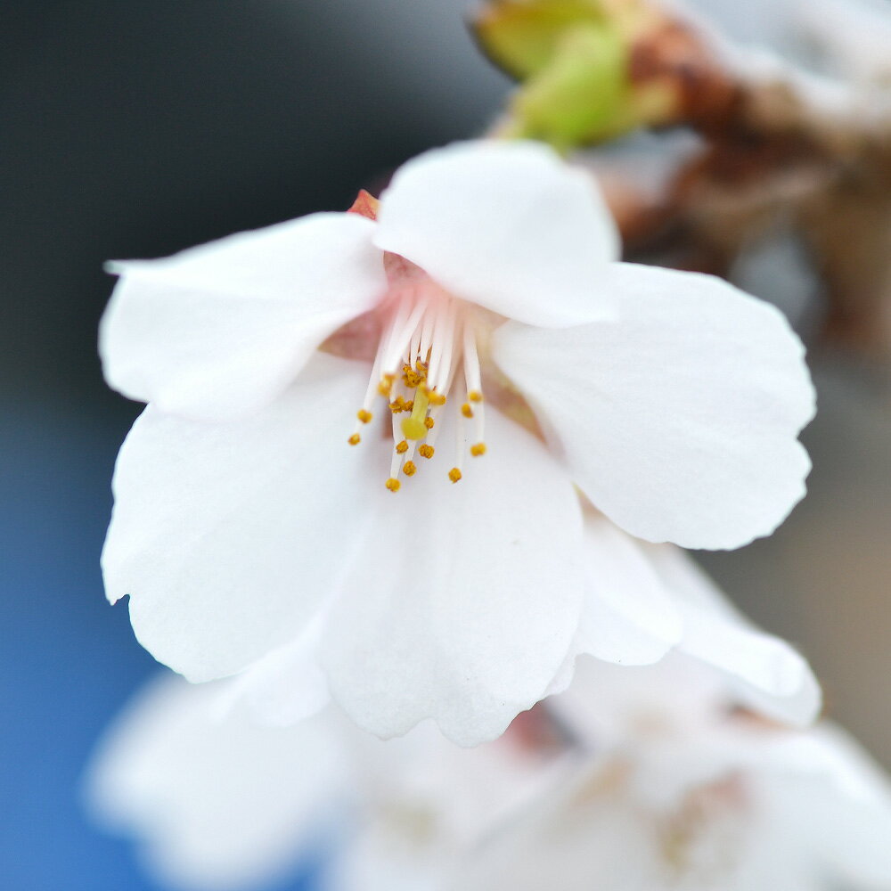 （山野草）盆栽　サクラ（桜）十月桜（ジュウガツザクラ）4号（1ポット）