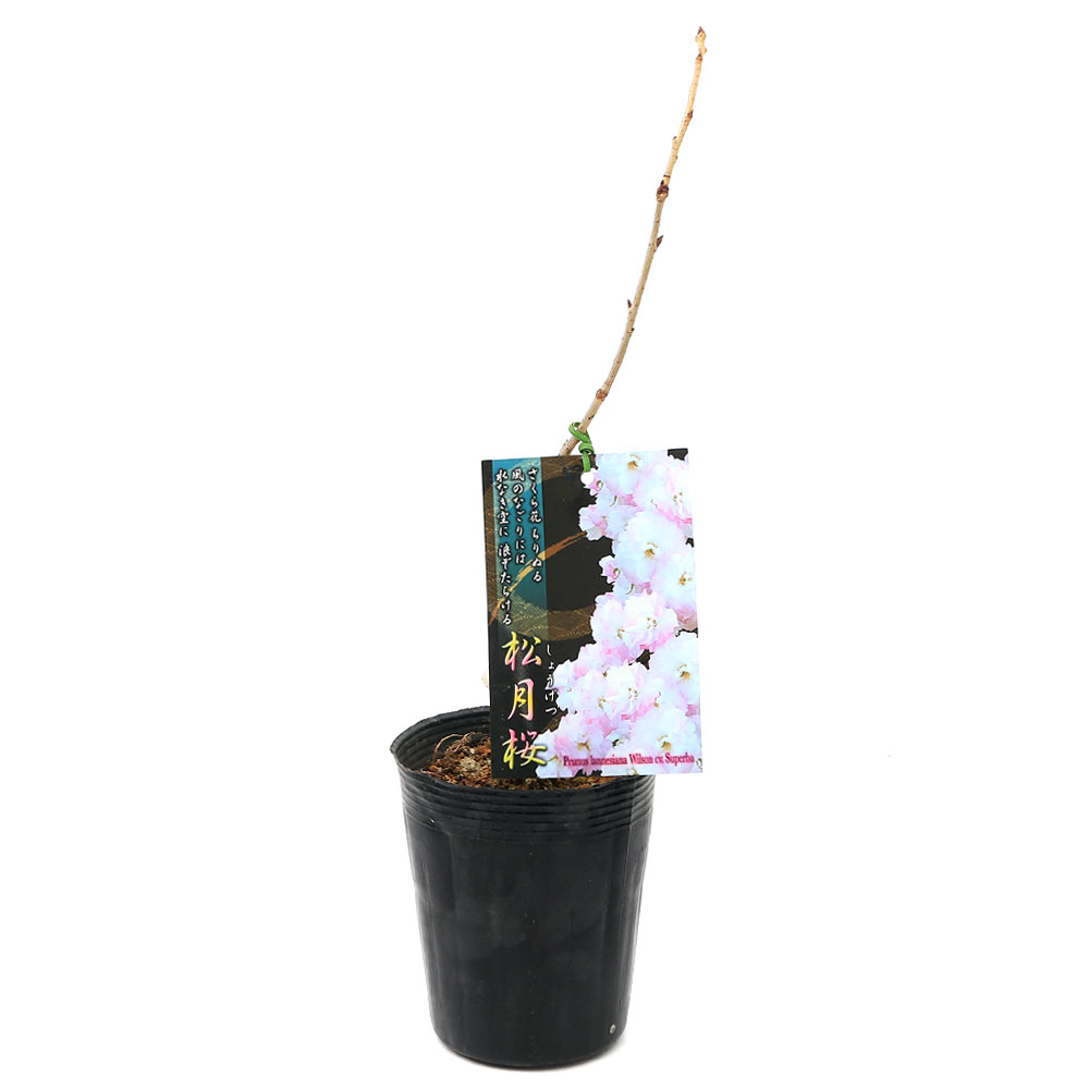 （山野草）盆栽　サクラ（桜）松月桜（ショウゲツザクラ）4～5号　樹高30～40cm前後（1ポット）