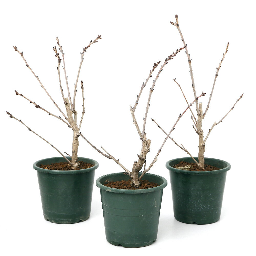 �ʻ�������ߺϡ�������ʺ��˾�����ʥ��祦���ĥ������4��5�桡����30��40cm�����1�ݥåȡˡʵ�̲���֡�