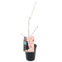 (山野草)盆栽 サクラ(桜)御殿場桜 4~5号 樹高30~40cm前後(1ポット)