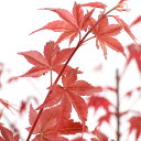 (盆栽)モミジ 大ポット 奥州紅(オウシュウベニ)5〜6号(1鉢)同梱不可