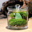 (観葉植物)苔テラリウム 鉱石レイアウト グリーンフローライト(蛍石)ガラスポットS 説明書付