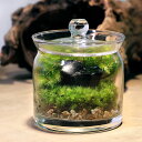 (観葉植物)苔テラリウム 鉱石レイアウト オブシディアン(黒曜石)ガラスポットS 説明書付