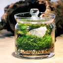 (観葉植物)苔テラリウム 鉱石レイアウト クォーツ(水晶)ガラスポットS 説明書付