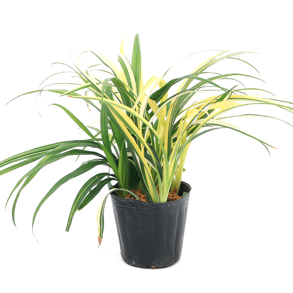 （山野草）斑入りキチジョウソウ（斑入り吉祥草） 3号（1ポット）（休眠状態）