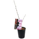 (山野草)盆栽 サクラ(桜)泰山府君(タイザンフクン)3.5〜4号(1ポット)