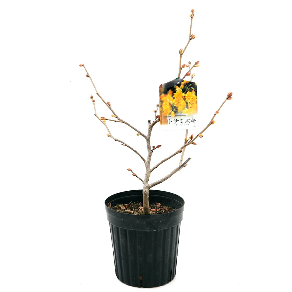 �ʻ�������ߺϡ��ȥ��ߥ������ں����ڡˡ�5���1�ݥåȡˡʵ�̲���֡�