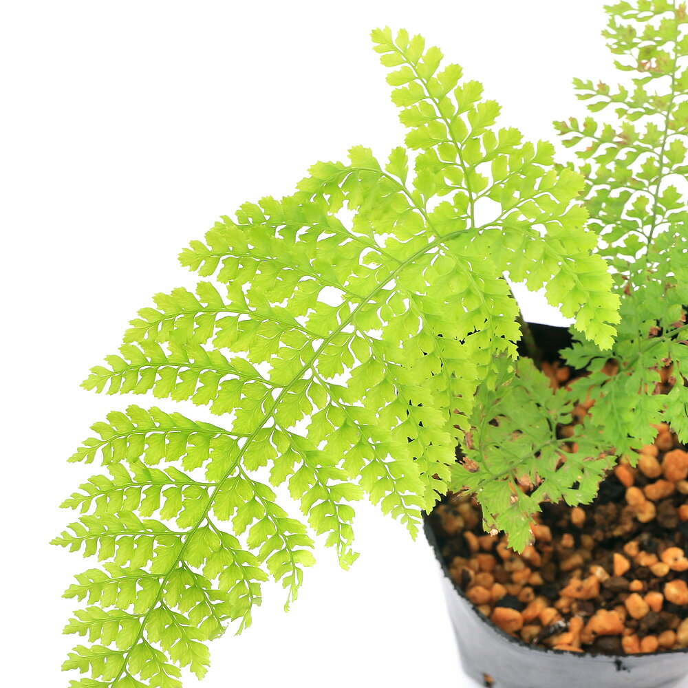 �ʻ�����˥������ӻ��˥�祦��󥷥���ξ���ӻ���3���1�ݥåȡ˾�����¿ǯ��