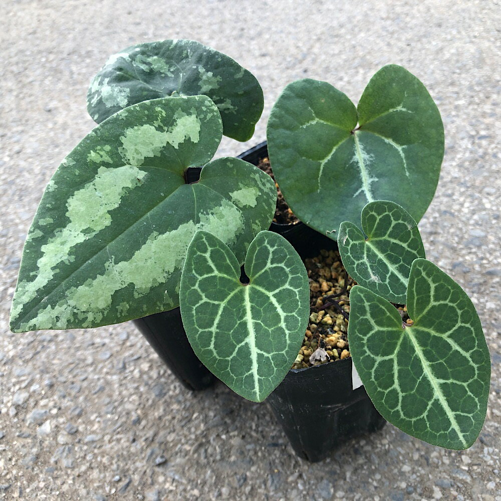 （山野草）カンアオイ（寒葵）品種系細辛　品種おまかせ　品種記載なし　3号（1ポット）