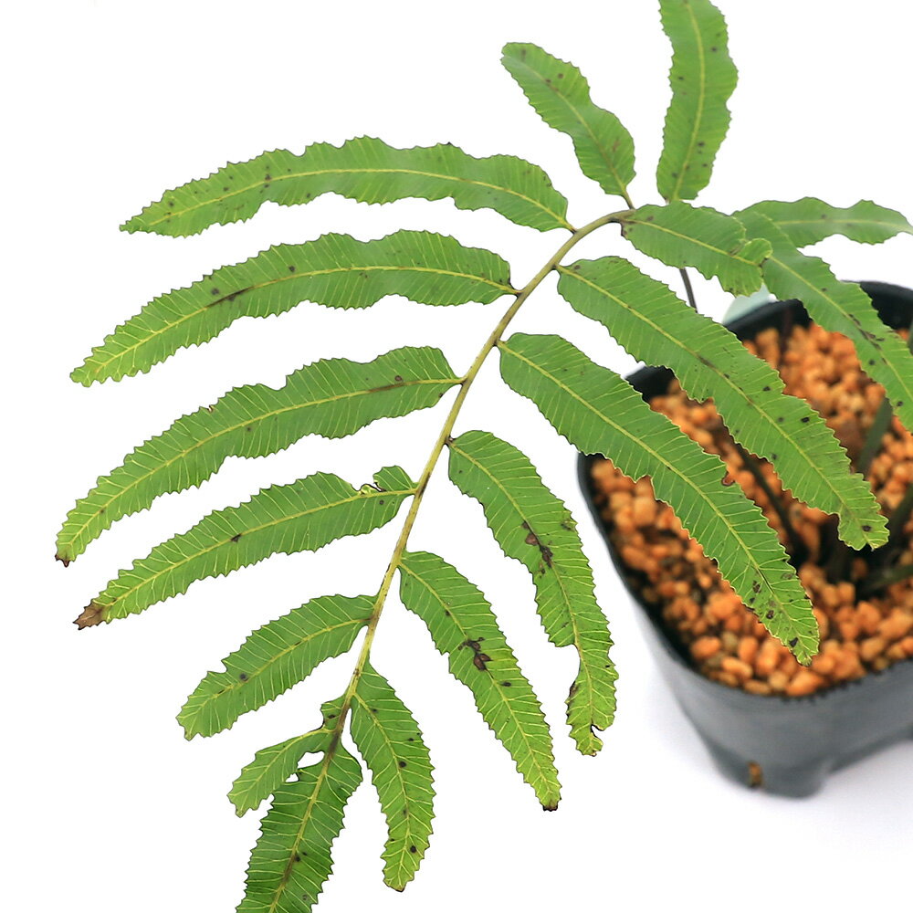 （山野草）シダ（羊歯）オオキジノオシダ（大雉尾羊歯）3号（1ポット）常緑性多年草