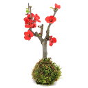 (山野草)苔玉 ボケ(木瓜)品種表記無し (1個)観葉植物 コケ玉